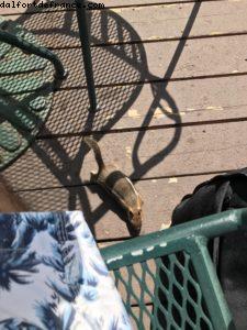 Déjeuner avec Tic et Tac - Randonnée à Vail