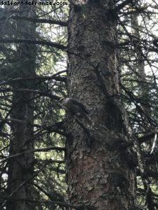 Faune locale - Randonnée à Vail