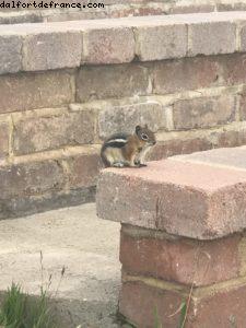 Faune locale - Randonnée à Vail