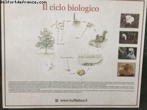 Truffles Hunting with Marco and Roki- La Morra