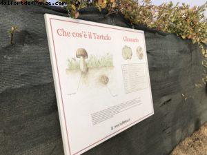 Truffles Hunting with Marco and Roki- La Morra