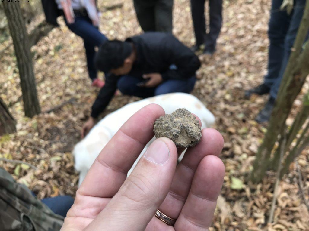 Truffles Hunting with Marco and Roki- La Morra
