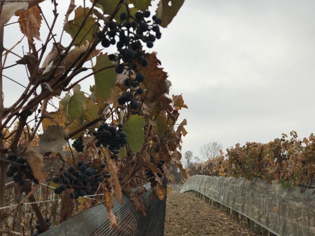 Truffles Hunting with Marco and Roki- La Morra