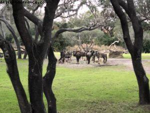 Animal Kingdom - Walt Disney World