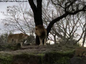 Animal Kingdom - Walt Disney World