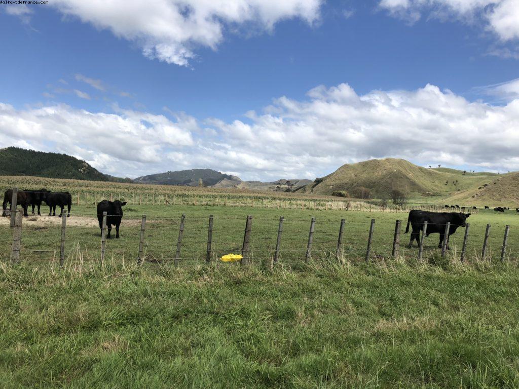 Conduite autour de Gismore - Notre 65eme croisière Atlantis (à bord du Noordam)