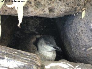 Pingouin - St Kilda - Melbourne - Notre 65eme croisière Atlantis (à bord du Noordam)