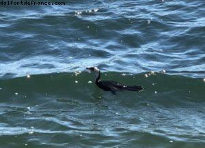 St Kilda - Melbourne - Notre 65eme croisière Atlantis (à bord du Noordam)