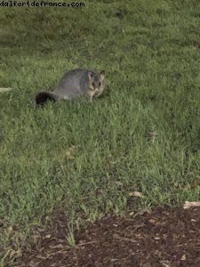 Wildlike (Australian Opossum) - Hyde Park - Sydney