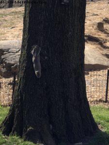 Central Park - Ville de New York