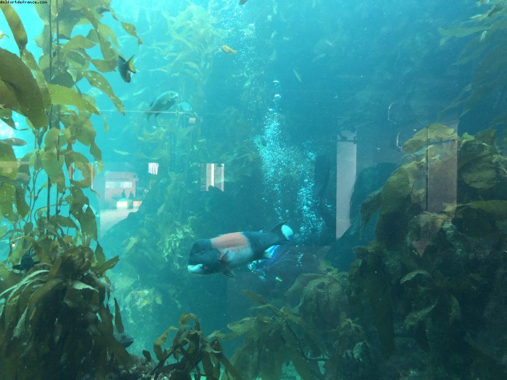 Aquarium - Monterey - Californie 