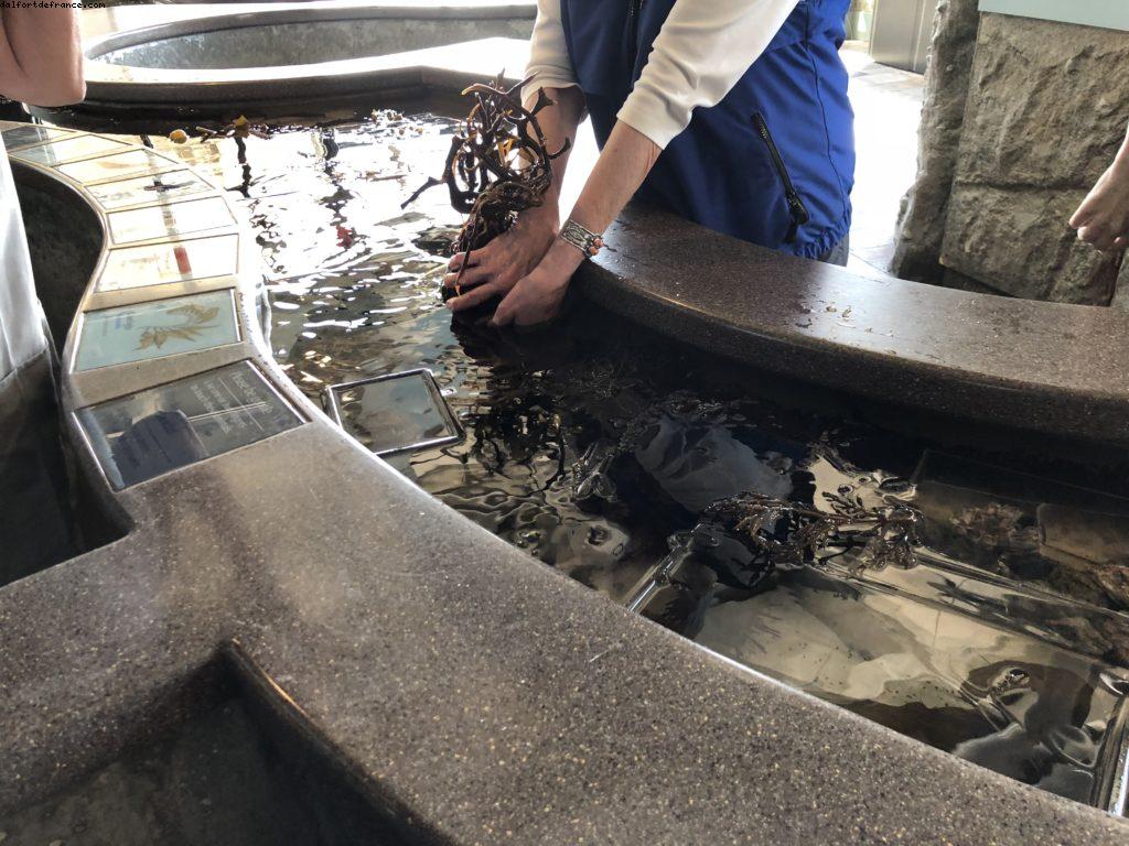 Aquarium - Monterey - Californie 