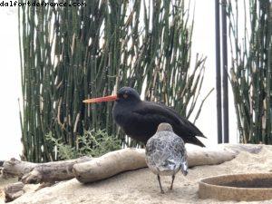 Aquarium - Monterey - Californie 