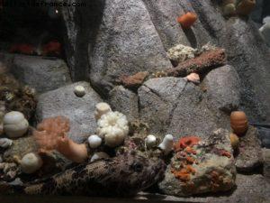 Aquarium - Monterey - Californie 