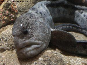 Aquarium - Monterey - Californie 