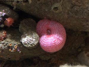Aquarium - Monterey - Californie 