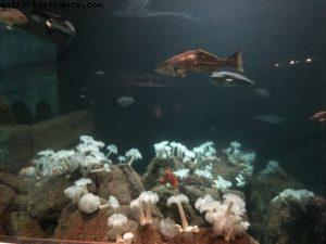 Aquarium - Monterey - Californie 