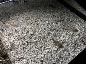 Aquarium - Monterey - Californie 