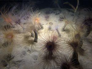 Aquarium - Monterey - Californie 