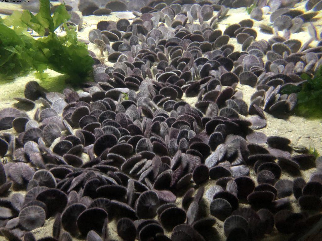 Aquarium - Monterey - Californie 