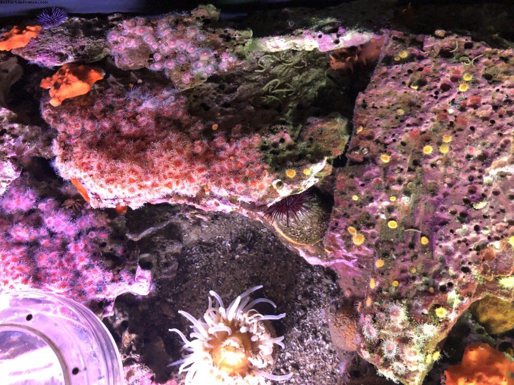 Aquarium - Monterey - Californie 