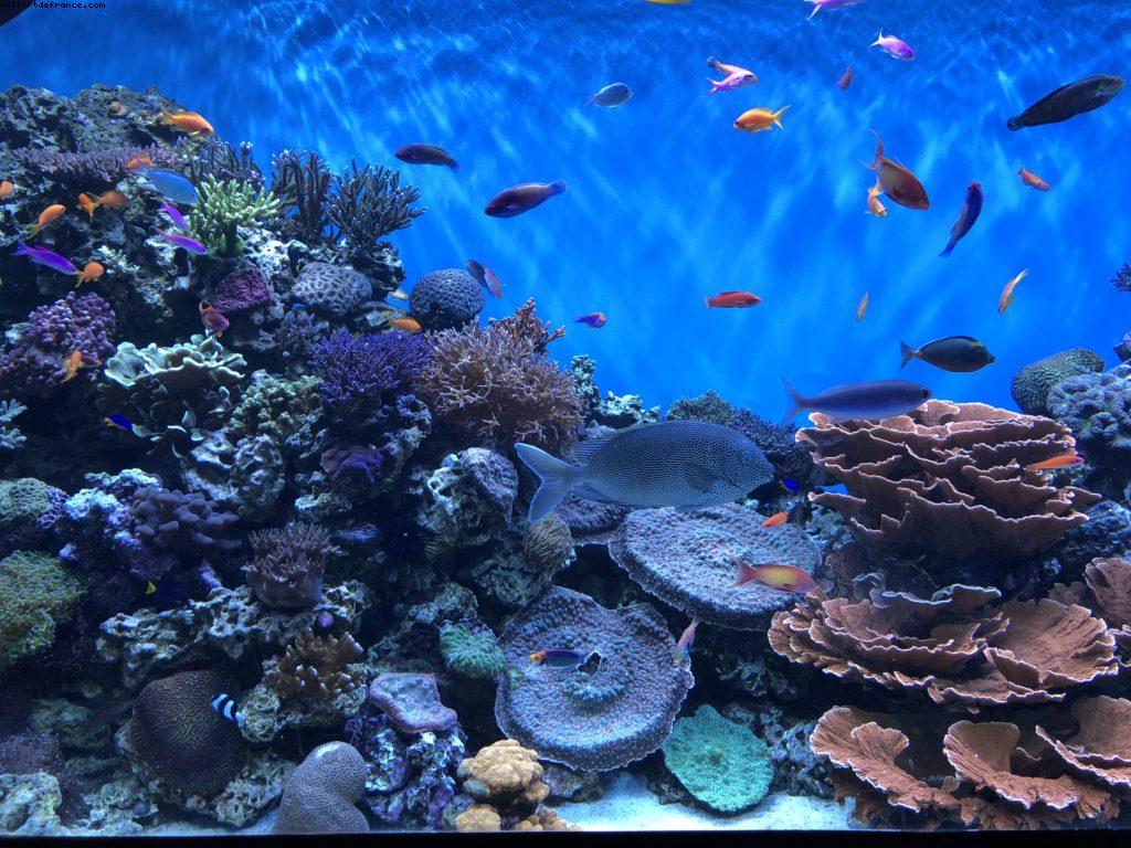 Aquarium - Monterey - Californie 