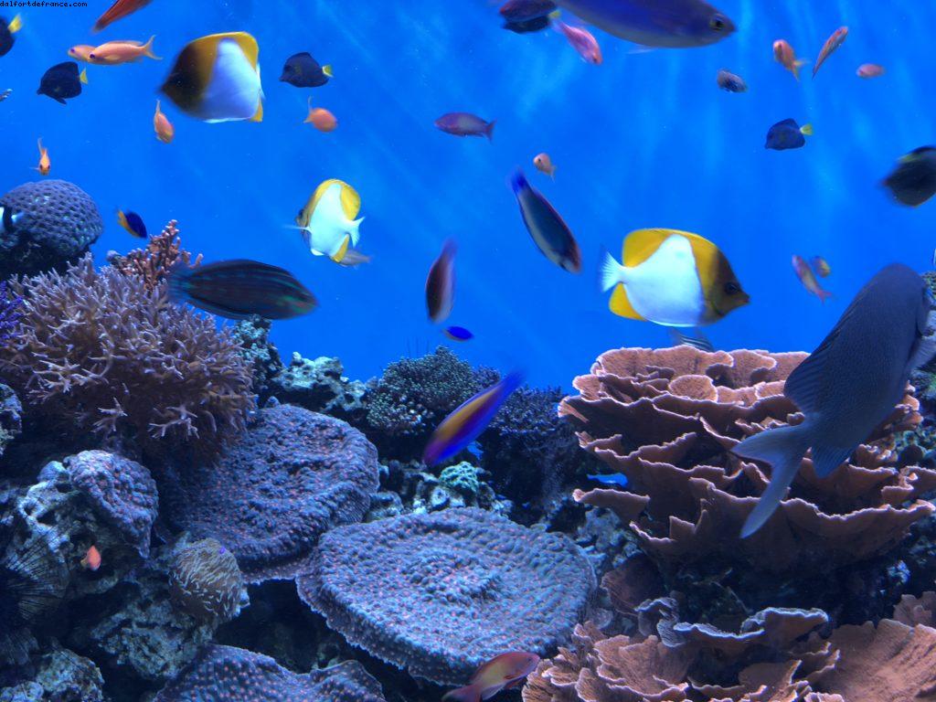 Aquarium - Monterey - Californie 