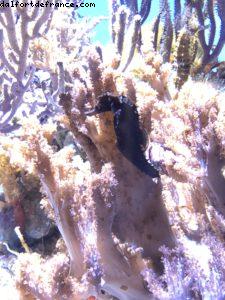 Aquarium - Monterey - Californie 