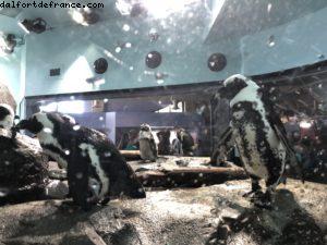 Aquarium - Monterey - Californie 