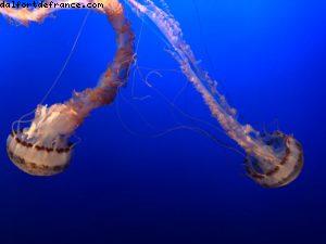 Aquarium - Monterey - Californie 
