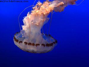 Aquarium - Monterey - Californie 