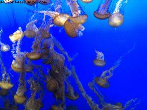 Aquarium - Monterey - Californie 