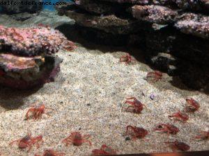 Aquarium - Monterey - Californie 
