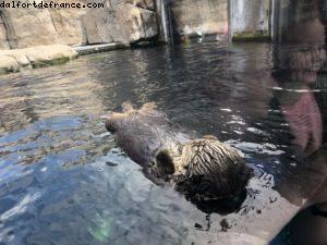 Aquarium - Monterey - Californie 