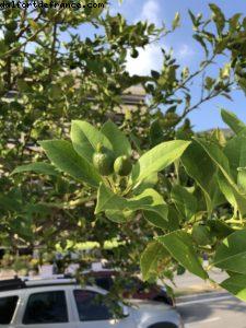 Menton - Notre 67eme croisière Atlantis (à bord du Celebrity Constellation)