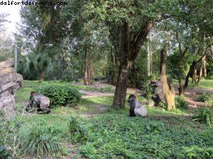 Animal Kingdom - Walt Disney World