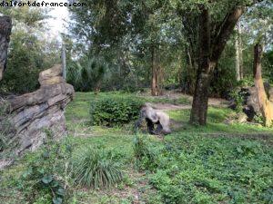 Animal Kingdom - Walt Disney World