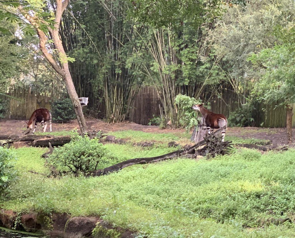 Animal Kingdom - Walt Disney World