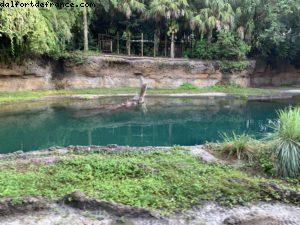 Animal Kingdom - Walt Disney World