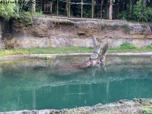 Animal Kingdom - Walt Disney World