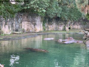 Animal Kingdom - Walt Disney World