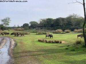 Animal Kingdom - Walt Disney World