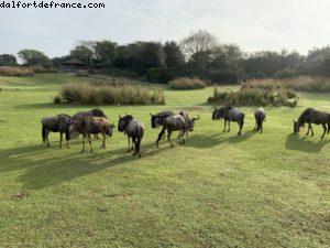 Animal Kingdom - Walt Disney World