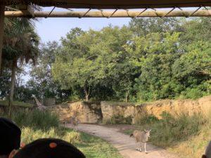 Animal Kingdom - Walt Disney World