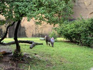 Animal Kingdom - Walt Disney World