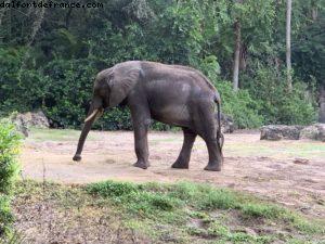 Animal Kingdom - Walt Disney World