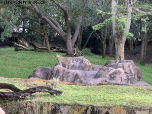 Animal Kingdom - Walt Disney World