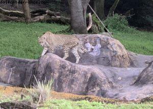 Animal Kingdom - Walt Disney World