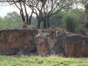 Animal Kingdom - Walt Disney World