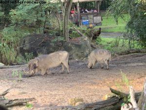 Animal Kingdom - Walt Disney World
